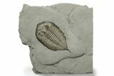 Dalmanites Trilobite Fossil - New York #270219-1